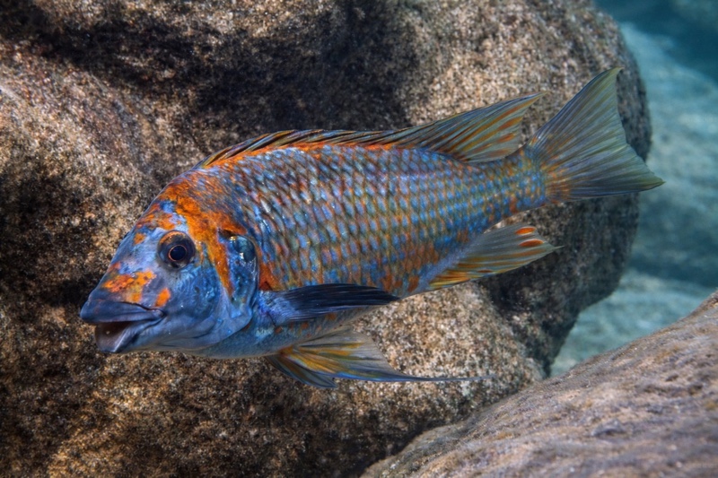 Petrochromis sp. 'kasumbe' Kungwe Point